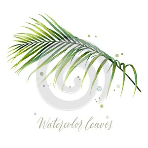 Digital watercolor painting tropical coconut palm leaves isolated on white background. Vector for your design