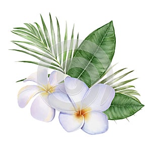 Digital watercolor painting with tropical white Frangipani flowers and palm leaves
