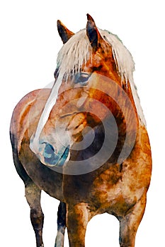 Digital watercolor portrait illustration of a horse