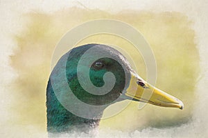 Digital watercolour painting of a Drake Mallard dabbling duck, Anas platyrhynchos closeup and in profile