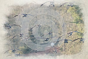 A digital watercolour painting of a flock of Canada Geese landing on a lake