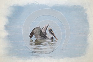 Digital watercolour painting of a wild Brown Pelican bird floating on the sea