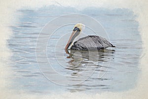 Digital watercolour painting of a wild Brown Pelican bird floating on the sea