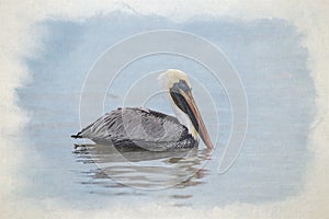 Digital watercolour painting of a wild Brown Pelican bird floating on the sea