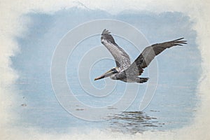 Digital watercolour painting of a wild Brown Pelican bird flying over the sea