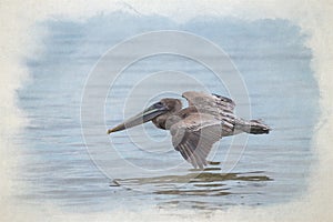 Digital watercolour painting of a wild Brown Pelican bird flying over the sea