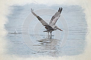 Digital watercolour painting of a wild Brown Pelican bird flying over the sea