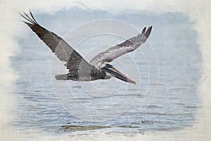 Digital watercolour painting of a wild Brown Pelican bird flying over the sea