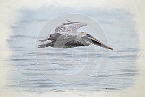 Digital watercolour painting of a wild Brown Pelican bird flying over the sea