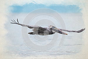 Digital watercolour painting of a wild Brown Pelican bird flying over the sea