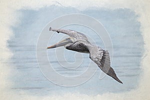 Digital watercolour painting of a wild Brown Pelican bird flying over the sea