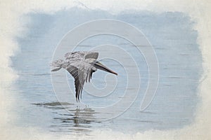 Digital watercolour painting of a wild Brown Pelican bird flying over the sea