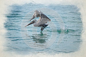 Digital watercolour painting of a wild Brown Pelican bird flying over the sea
