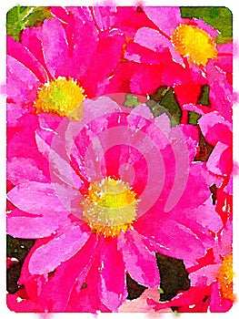 Digital watercolour of pink daisy pollen flowers