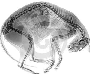 Digital X-ray of a cat in side view with curved back