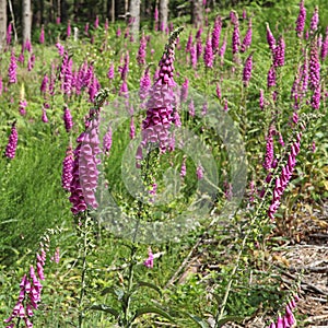Digitale `Digitalis purpurea`, is a plant of shady undergrowth photo
