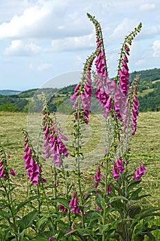 Digitale `Digitalis purpurea`, is a plant of shady undergrowth photo