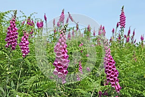 Digitale `Digitalis purpurea`, is a plant of shady undergrowth