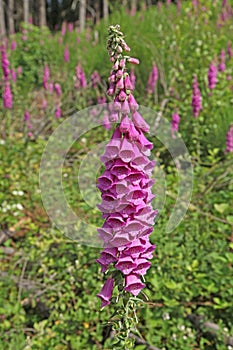 Digitale `Digitalis purpurea`, is a plant of shady undergrowth