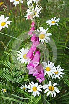 Digitale `Digitalis purpurea`, is a plant of shady undergrowth