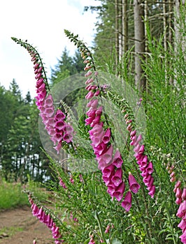 Digitale `Digitalis purpurea`, is a plant of shady undergrowth