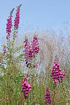 Digitale `Digitalis purpurea`, is a plant of shady undergrowth