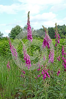 Digitale `Digitalis purpurea`, is a plant of shady undergrowth photo