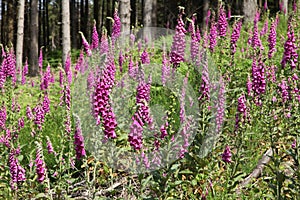 Digitale `Digitalis purpurea`, is a plant of shady undergrowth photo