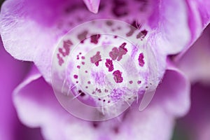 Digitale purpurea, foxglove