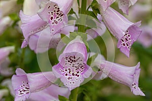 Digitalis, Common Foxglove, Lady\'s Glove Camelot Lavender photo