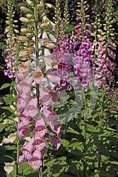 Digitalis `Digitalis purpurea`, horticultural plant of different colorsin
