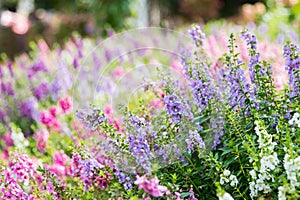 Digitalis Flower Foxglove in the garden