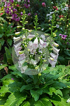 Digitalis Flower Foxglove in the garden