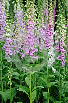 Digitalis flower Plant