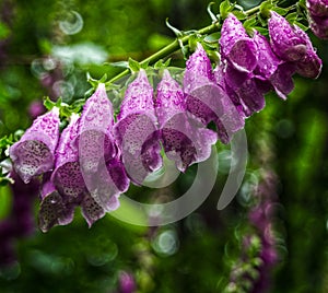 Digitalis flower with raindrops photo