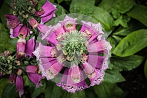 Digitalis - Foxglove flower Camelot Rose from above photo