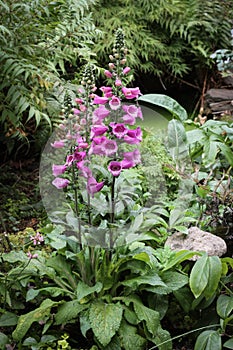 Digitalis - Foxglove flower Camelot Rose among ferns and greenery.