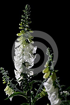 Digitalis or Foxglove flowers on black background