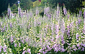 Digitalis or foxglove with mauve flowers