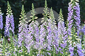 Digitalis or foxglove with mauve flowers