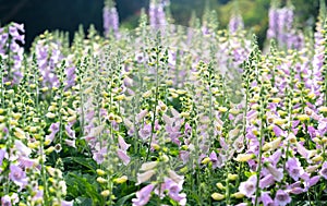 Digitalis or foxglove with mauve flowers