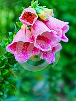 Digitalis garden of foxglove flower photo