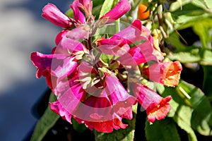 Digitalis 'Illumination Raspberry', Digiplexis 'Illumination Raspberry'