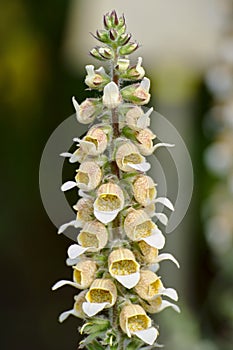 Digitalis lanata - woolly foxglove