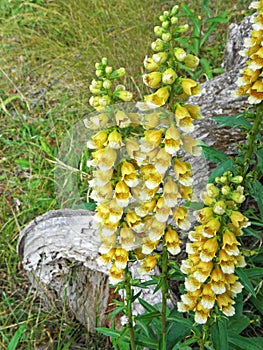 Digitalis nervosa flower in mountain meadow