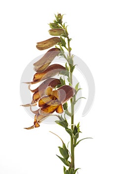 Digitalis obscura, on white background