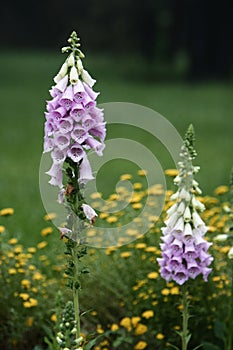 Digitalis purpurea