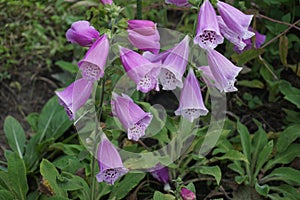Digitalis purpurea bunch in a botanical garden