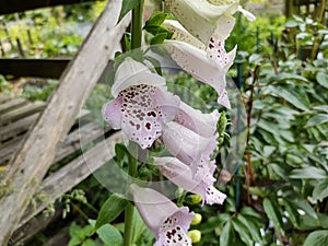 Digitalis purpurea 'Camelot Lavender' photo