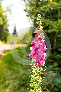 Digitalis purpurea flower. Grow, medicine.